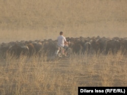 Из-за сильной засухи сильно ограничен выпас скота в Казахстане и других странах Центральной Азии