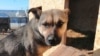 Забайкалье: бездомных собак запретили отпускать на волю после отлова