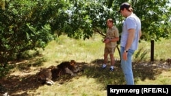 Олег Зубков и Эдгард Запашный в парке львов «Тайган», июнь 2017 года