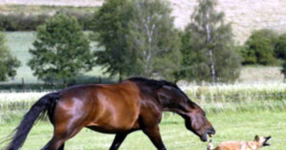 18 жастағы ресейлік студенттердің үшеуі бар. Ванесса Белла порно видео