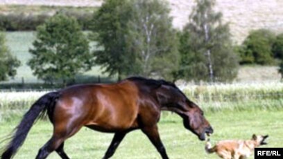 Латексті кию