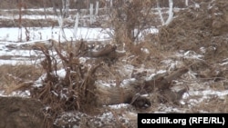 Özbegistanyň Garşy şäher häkimligi sagdyn agaçlary köki-damary bilen goparmaga buýruk berdi.