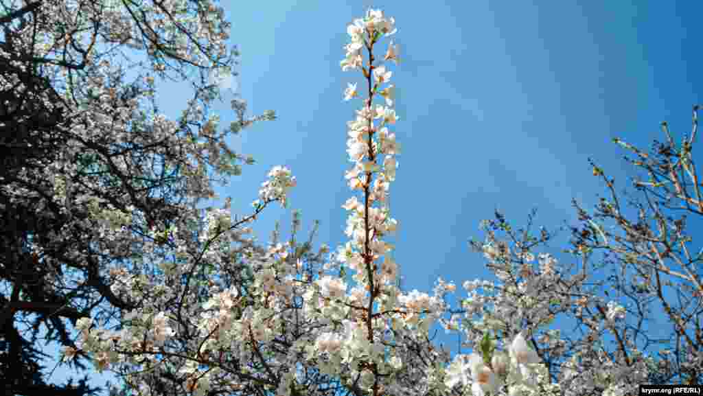 В это время года на Фиоленте много цветущих деревьев