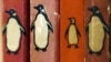 Пингвин как символ игнорирования протестов в Турции