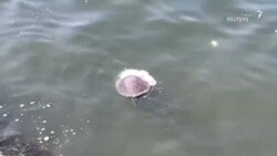 تاثیر آلودگی‌های پلاستیکی بر محیط زیست