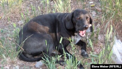 Әйелдер лигасы телехикаясындағы жалаңаш актрисалар Интернеттегі фильмдердегі секс көріністері