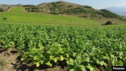 hh vintage syrian tobacco Auction #1919 [Skullleader97]