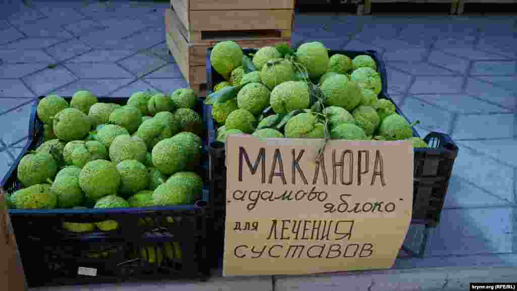Ось вона – маклюра