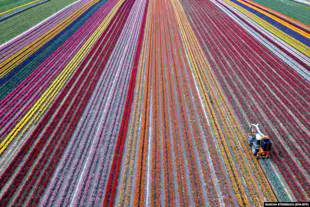 A tractor harvests blooming tulips in a field in Grevenbroich, Germany. (epa-EFE/Sascha Steinbach)