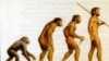 Иллюстрация теории о происхождении человека по Чарльзу Дарвину.