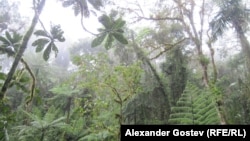 Влажный экваториальный лес в истоках Амазонки