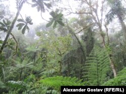 Trópusi esőerdő Ecuadorban, Közép-Amerikában