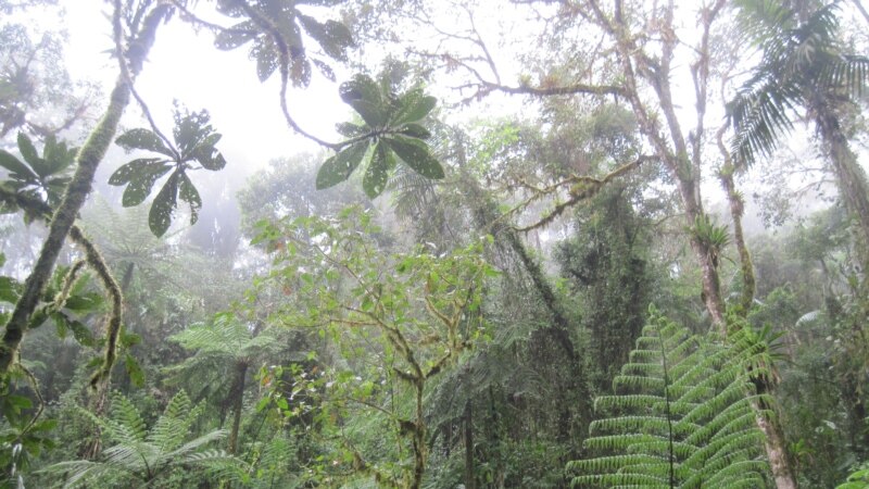 UNESCO proglasio prašumu Janj kod Šipova prirodnim dobrom od svjetskog značaja