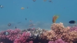 Спас за коралите со звуци на „здравје“