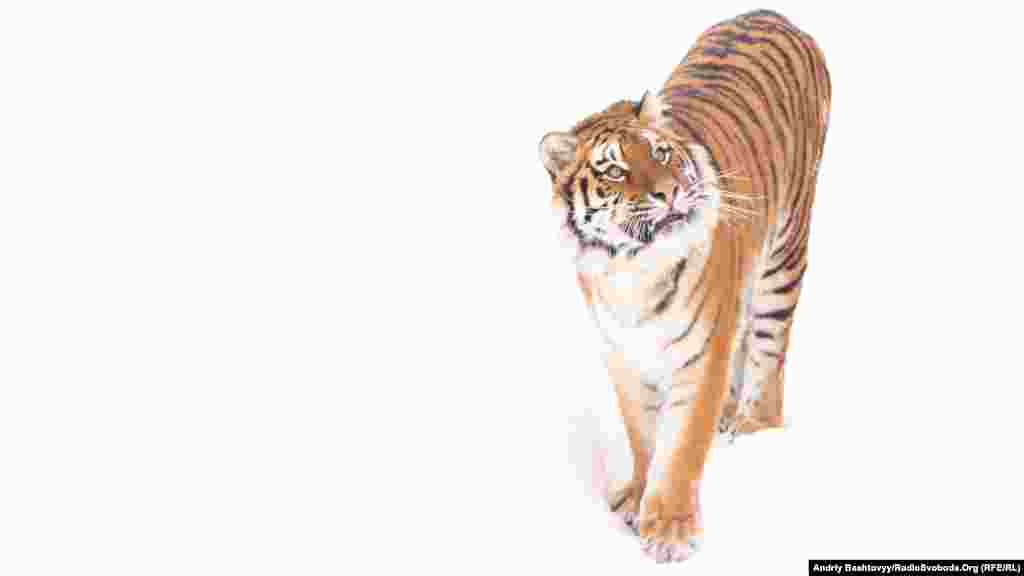 З кожним роком чисельність тигрів скорочується і на сьогоднішній день у дикій природі живе всього лише 5 тисяч особин