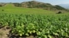 Armenia - A tobacco field.