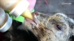 Гусфанде 8 барра ба дунё овард