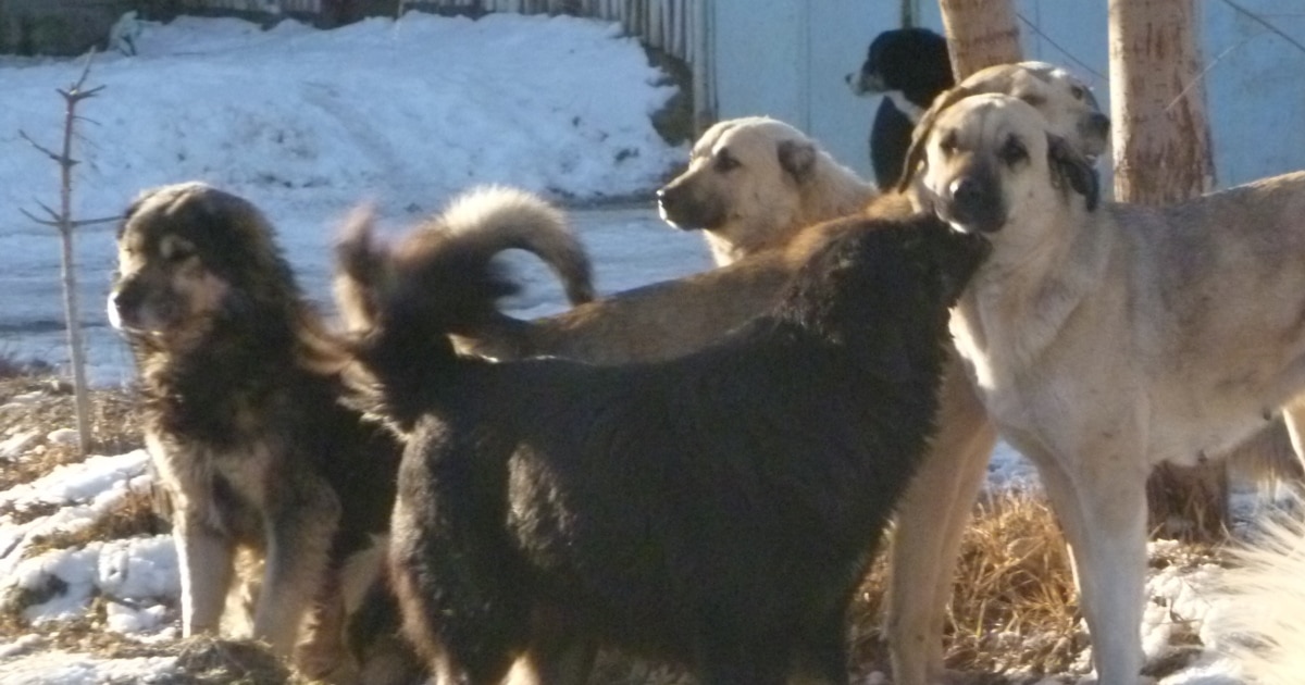 Yabb беттерінде порнографияны көру