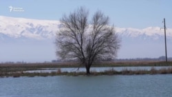 Кургакчылык: суу тартыш, түшүм азайды 