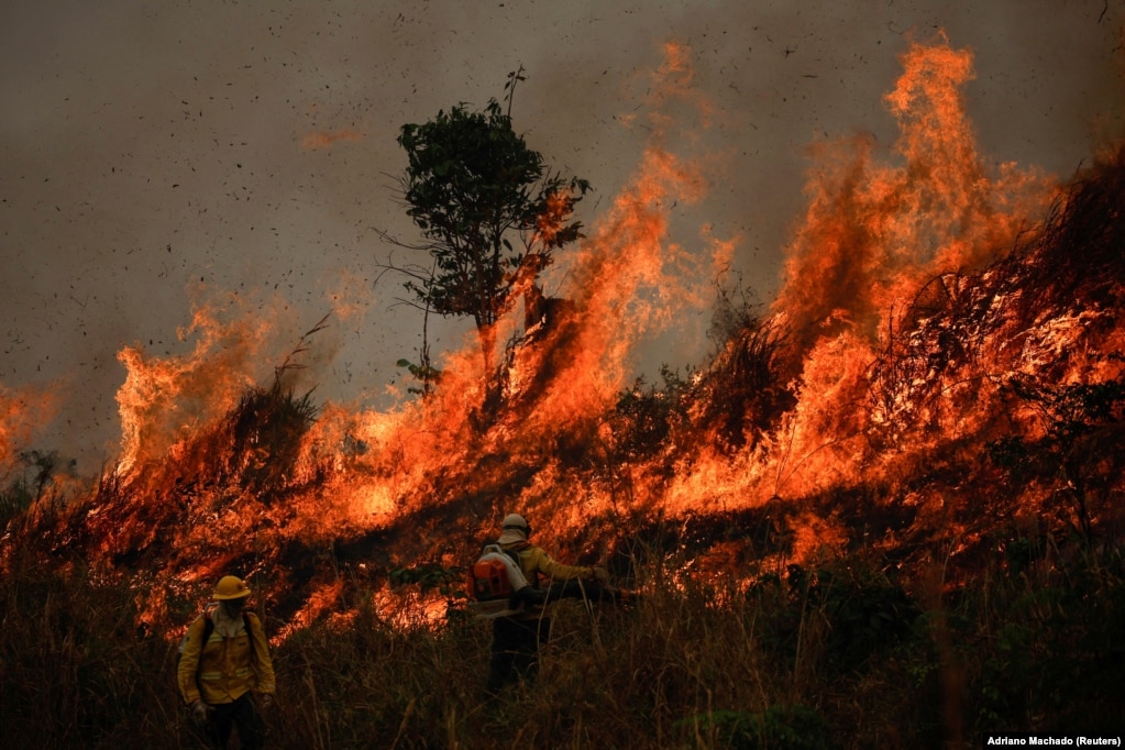 Zjarrfikësit e Institutit Brazilian për Mjedisin dhe Burimet e Rinovueshme Natyrore (IBAMA) punojnë për të shuar një zjarr në pyllin tropikal të Amazonës në Apui, shteti Amazonës, Brazil,&nbsp; gusht 2024.