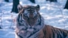 Russia's Siberian Tiger In Danger 