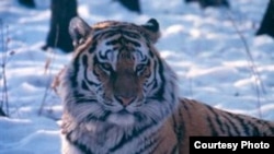 A Siberian (Amur) tiger (photo courtesy of WCS Russia Program)