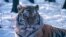 A Siberian (Amur) tiger (photo courtesy of WCS Russia Program)