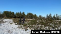 Вырубленные деревья на территории парка