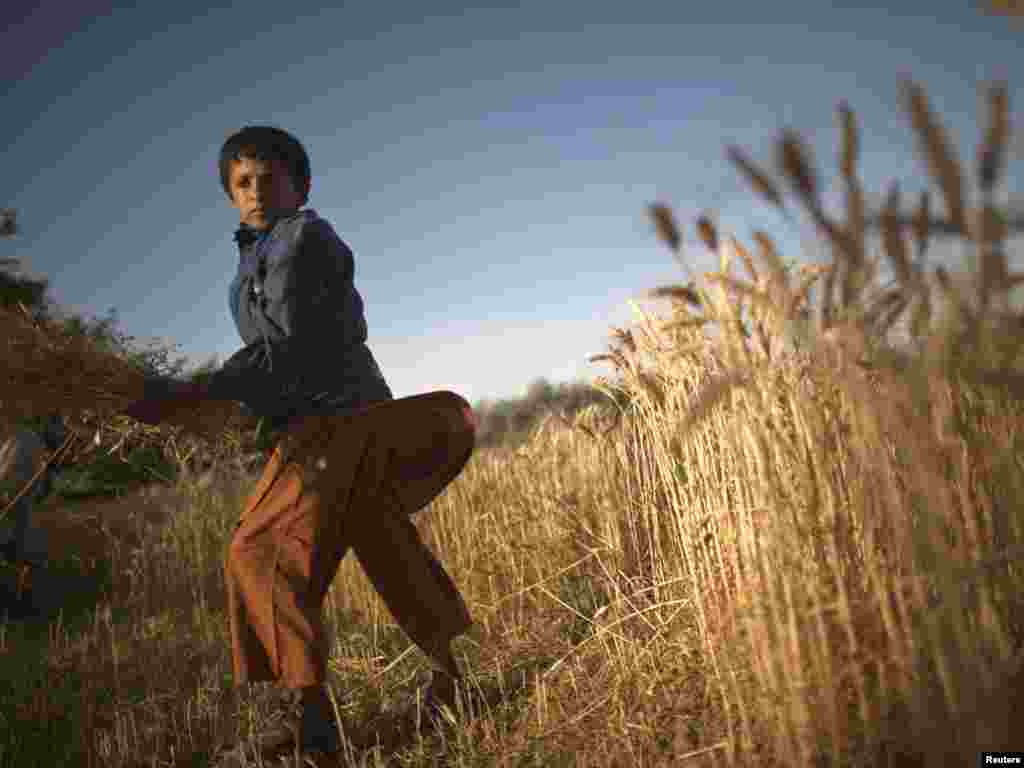 Afganistan - Žetva pšenice u okolini Kabula, 09.06.2011. Foto: Reuters / Ahmad Masood