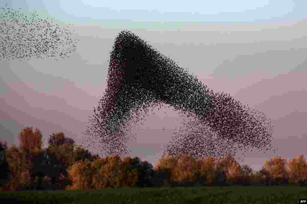 A flock of starlings is seen as they perform their traditional dance fly before landing to sleep near the southern Arab Israeli city of Rahat, in the northern Israeli Negev Desert. (AFP/Menahem Kahana)