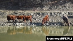 Домашний скот у пруда в селе Россошанка в Байдарской долине