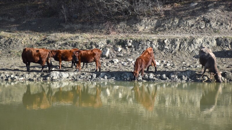 Домашний скот на водопое у пруда в Байдарской долине | Крымское фото дня