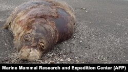Мертвый тюлень на дагестанском побережье Каспия