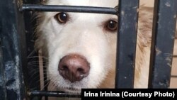 Jedan od pasa o kojima se brine aktivistica Ljudmila Jevdokimova u Samari