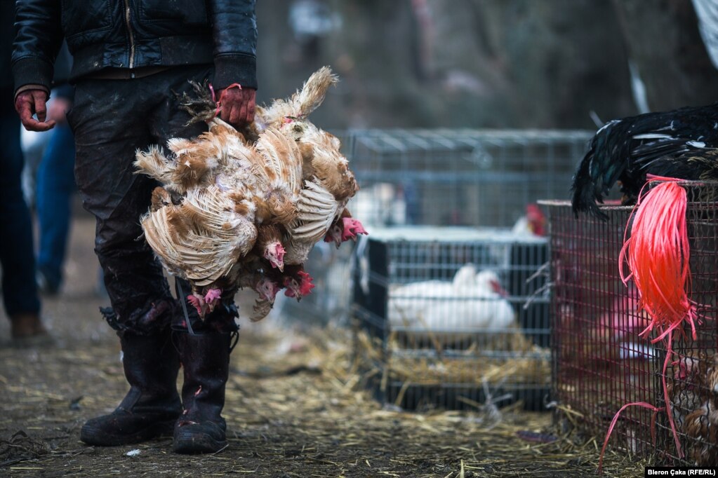A bundle of chickens at a market in Vushtrri. Photographer Bleron Çaka says that day, like most Fridays, was particularly busy as people headed out for their weekly shopping.