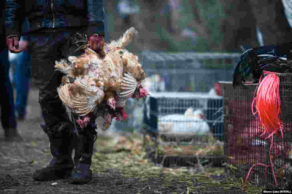 A bundle of chickens at a market in Vushtrri. Photographer Bleron&nbsp;Çaka says that day, like most Fridays, was particularly busy as people headed out for their weekly shopping.