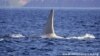 Discoverers Share More Of White Orca's Secrets