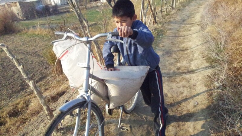 Летний лагерь по-туркменски: вместо отдыха — сбор урожая картошки