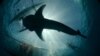 "تولد باکره" در بین ماهی های شارک هم مشاهده شده است
