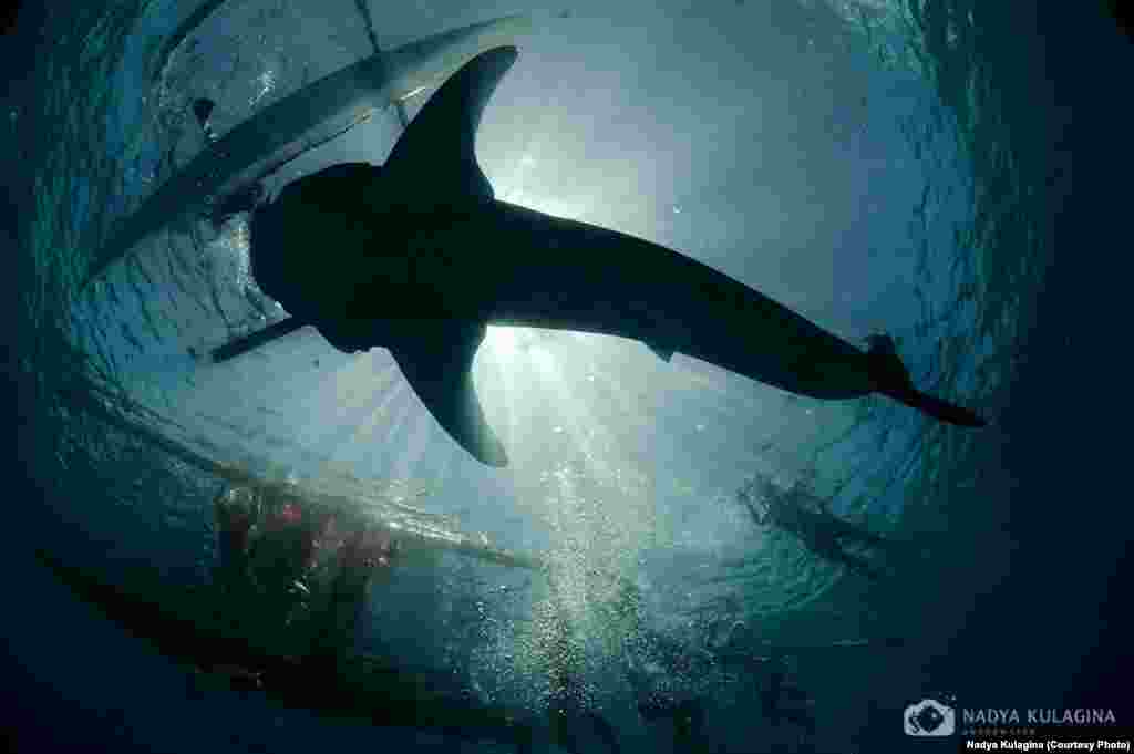 On her first &quot;dive&quot; in Hawaii: &quot;I did one of those intro dives when they put you in the water and, using a long hose, connect you to a tank with air, which is placed on a raft drifting on the surface.&quot; (pictured: whale shark)