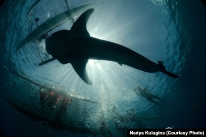 Латино секс фотосуреті Сексуалдық ескі әже