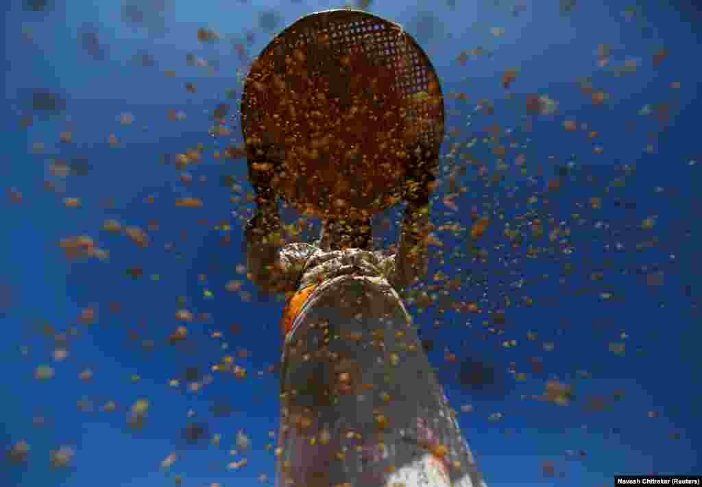 A farmer harvests rice in a field at Khokana in Lalitpur, Nepal. (Reuters/Navesh Chitrakar)