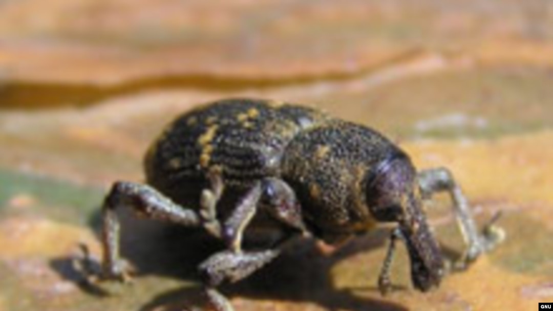 Майский жук (Hylobius abietis)