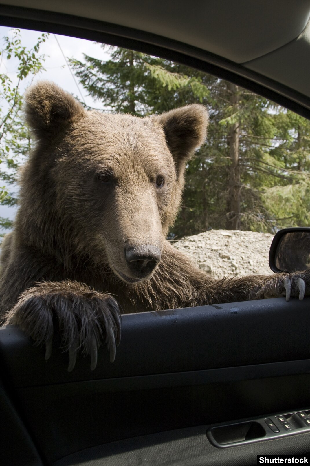 Census Could Be Blessing Or Bane For Romania's Bears