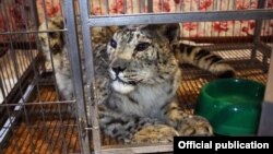 Жаабарс - барс, найденный раненым в Таласской области.