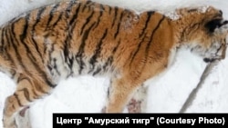 Истощенная тигрица в Хабаровском крае