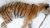 Приморье: суд оценил жизнь тигра в 2,2 млн рублей и условный срок