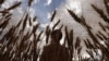 An Afghan farmer inspects his wheat crop in July 2010 (AFP).