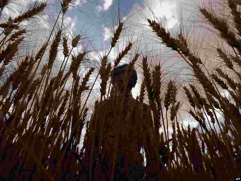 Afghanistan -- A farmer harvests wheat in the city of Bamiyan, 30Jul2010 - In a file picture taken on July 30, 2010 an Afghan farmer harvests wheat in the city of Bamiyan in central Afghanistan. Afghan authorities are keeping a close eye on world wheat prices as they seek to boost strategic stocks ahead of winter and ensure that demand is met as some traditional suppliers halt exports. AFP PHOTO/FILES/SHAH Marai restoring topsoil to cropland green03