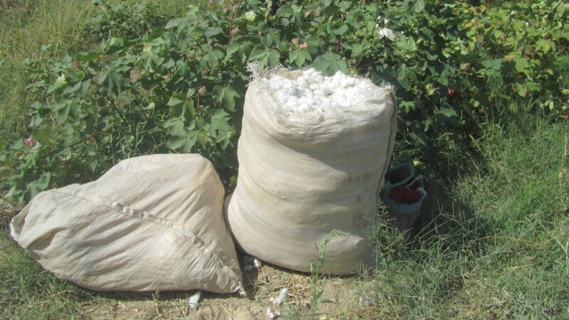 Türkmenistan 1 million tonna pagta hasylynyň ýygnalandygyny aýdýar